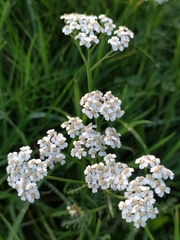 Achillea nobilis