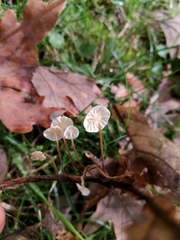 Marasmius epiphyllus