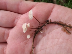 Marasmius epiphyllus