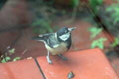 Parus major