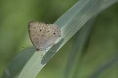 Junonia atlites atlites