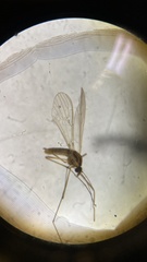 Dixella martinii