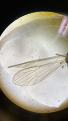 Dixella martinii