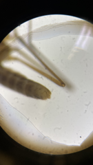 Dixella martinii