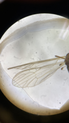 Dixella martinii