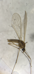 Dixella martinii