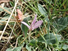 Colchicum