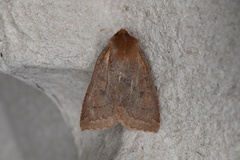 Epiglaea decliva