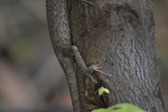 Calotes bachae