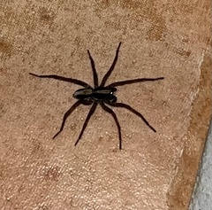 Venatrix pseudospeciosa