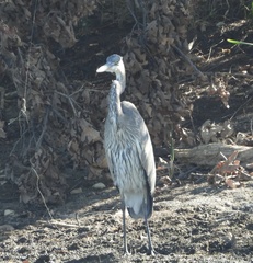 Ardea herodias