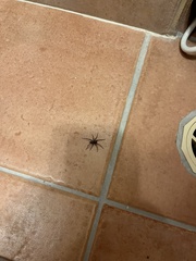 Venatrix pseudospeciosa