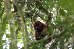 Alouatta guariba