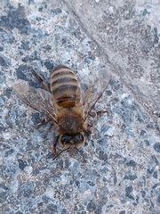Apis mellifera