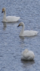 Cygnus columbianus bewickii