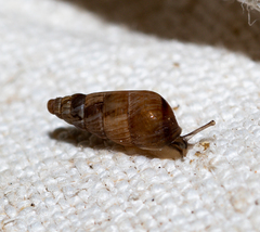 Cochlicella