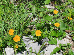 Ranunculus montanus