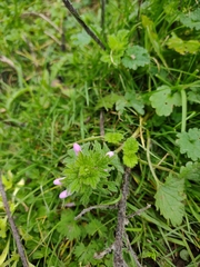 Lamium hybridum