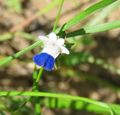 Nemesia barbata