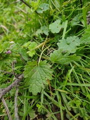 Lamium hybridum