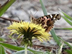 Vanessa braziliensis
