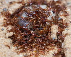 Dorylus helvolus
