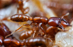 Dorylus helvolus