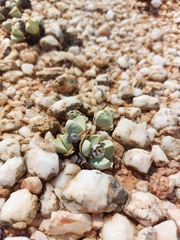 Argyroderma patens