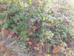 Symphoricarpos orbiculatus