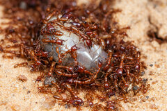 Dorylus helvolus