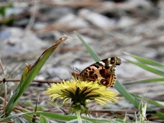 Vanessa braziliensis