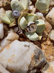 Argyroderma patens