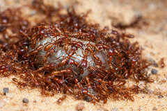 Dorylus helvolus