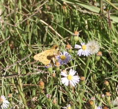 Hylephila phyleus