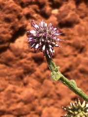 Pterocaulon sphacelatum