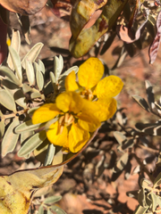 Senna artemisioides
