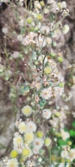 Erigeron bonariensis