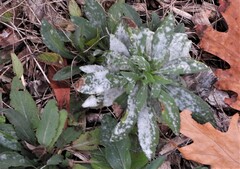 Golovinomyces cichoracearum