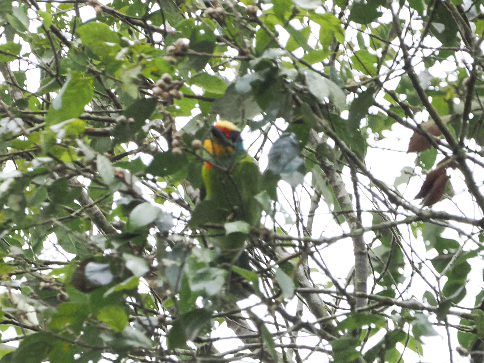 Black-browed Barbet
