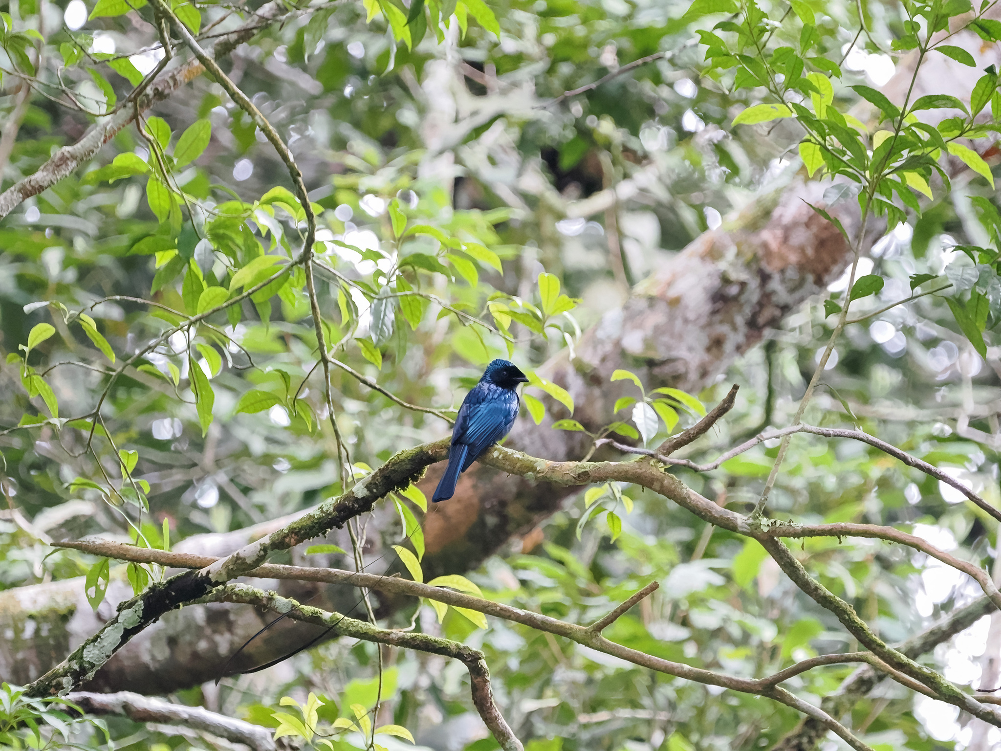 Lesser Racket-tailed Drongo