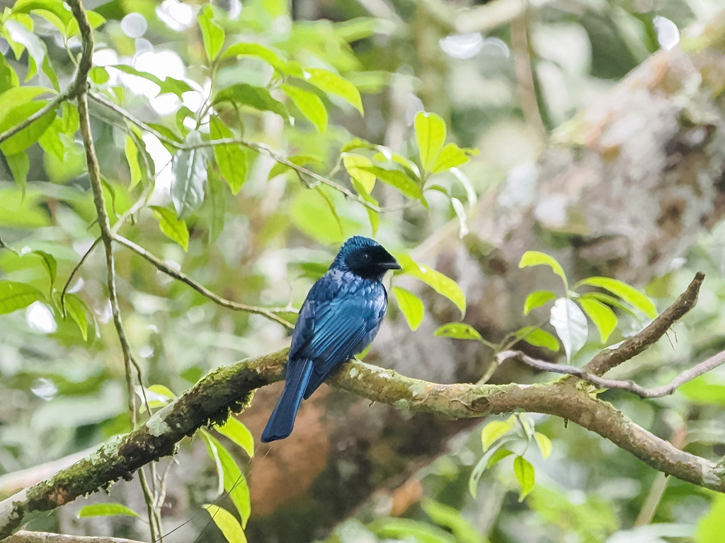 Lesser Racket-Tailed Drongo