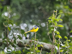 Pericrocotus solaris