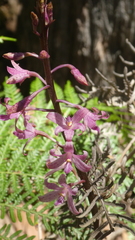 Dipodium roseum