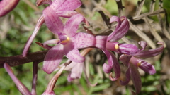 Dipodium roseum