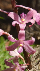 Dipodium roseum