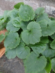 Campanula poscharskyana