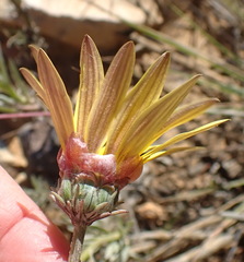 Arctotis lanceolata