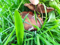 Tricholoma fracticum