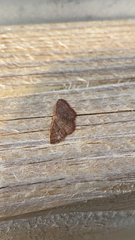 Leptostales pannaria