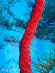 Amphimedon compressa